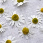 Grow your own chamomile for tea via lifeovereasy.com #garden #herbs #diy